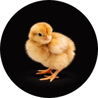 Poultry scale collection set 2